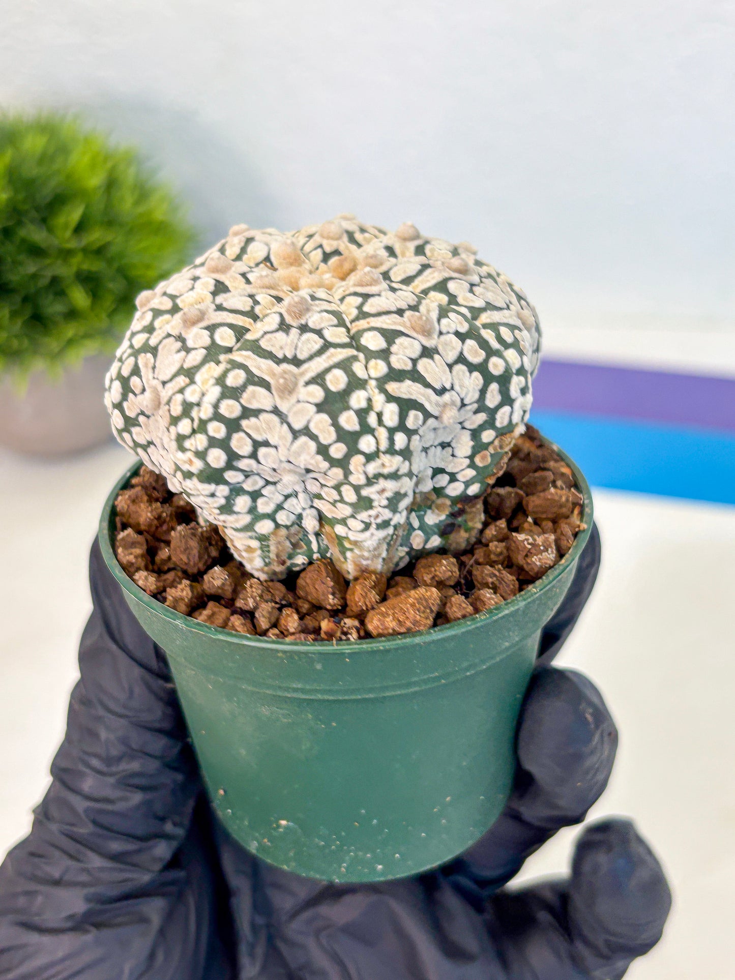Astrophytum V Type (at5) (06) |  Sea urchin cactus