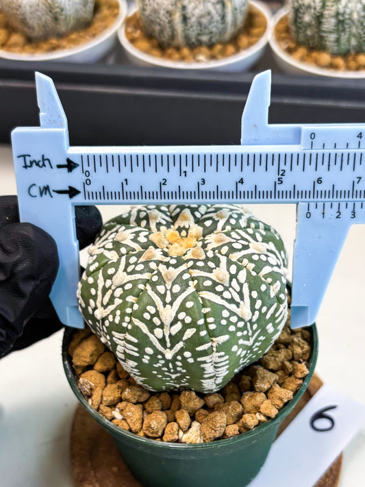 Astrophytum V-Type (at5) (p6) | Rare imported Plant
