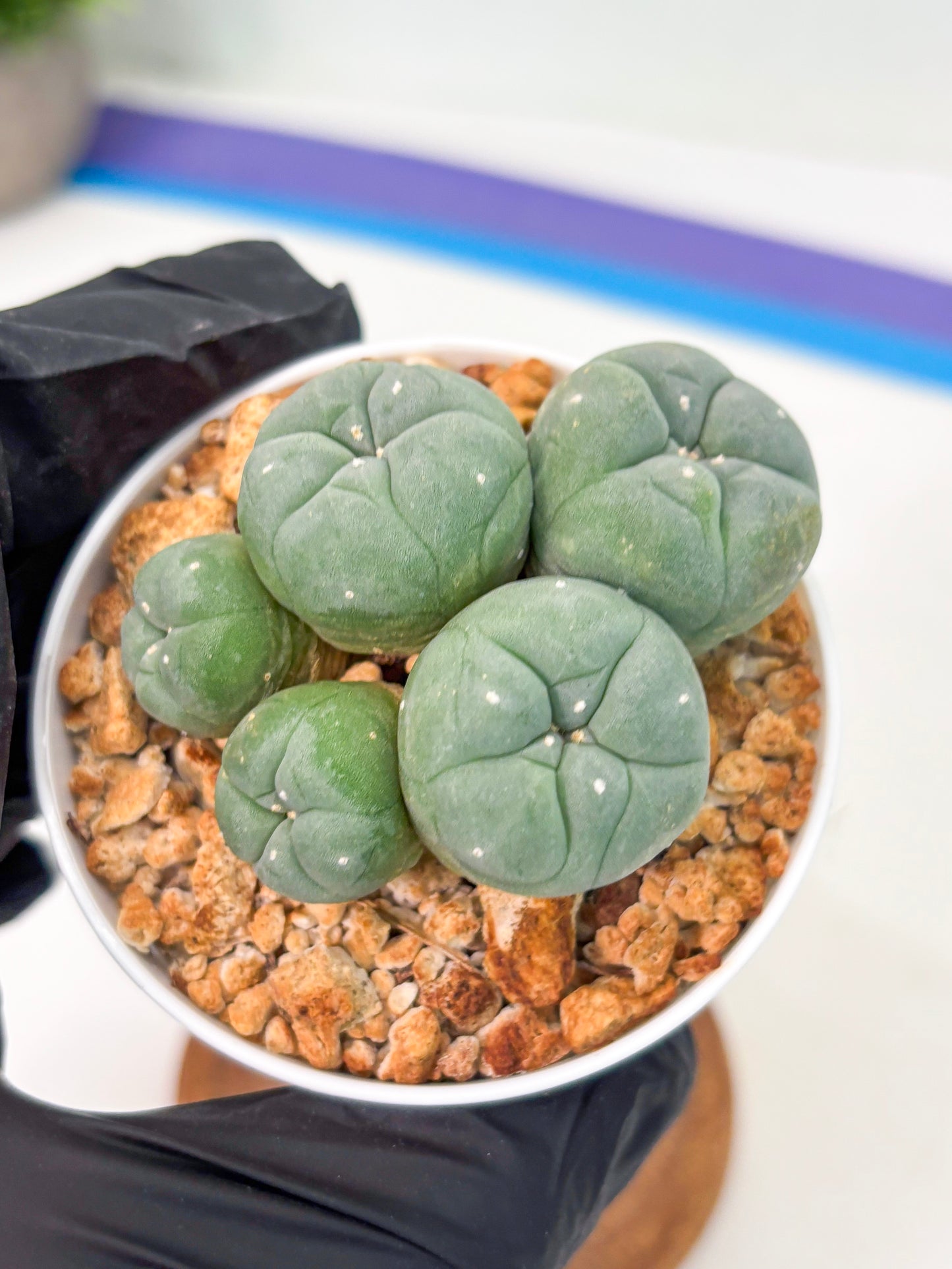 Spineless Cactus (Lo1) (g5) | For Advanced Growers