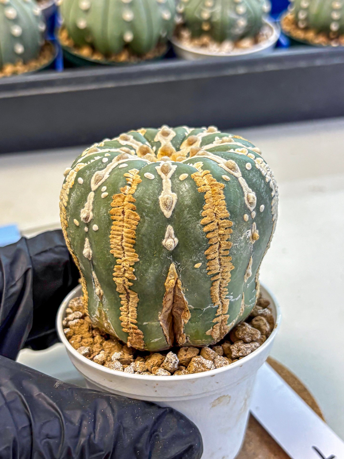 Astrophytum V Type Nudum (at9) (07) | Live Cactus