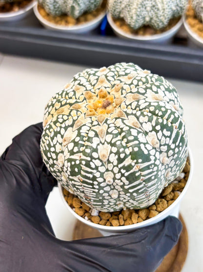 Astrophytum V-Type (at4) (r3) | Ship from Nevada
