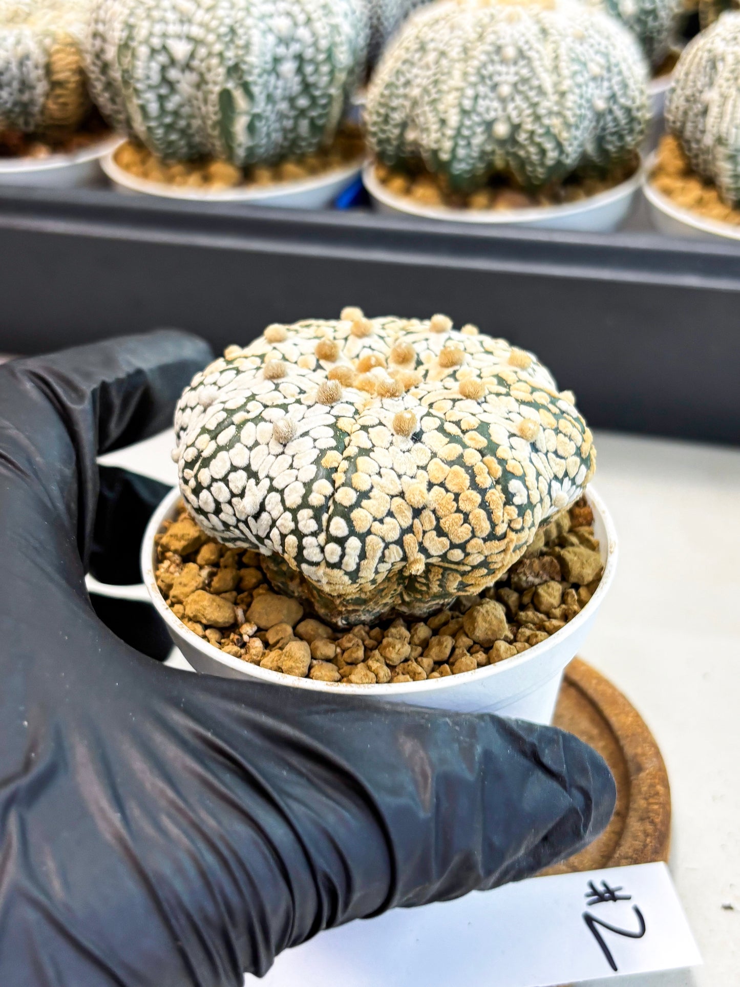 Astrophytum Star Shape (at4) (g2) | Imported Plant