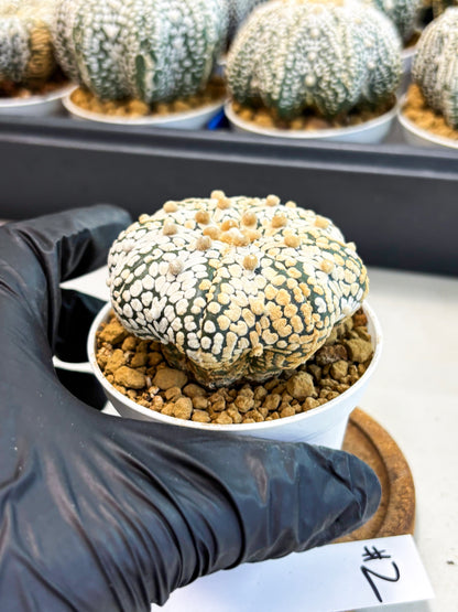 Astrophytum Star Shape (at4) (g2) | Imported Plant