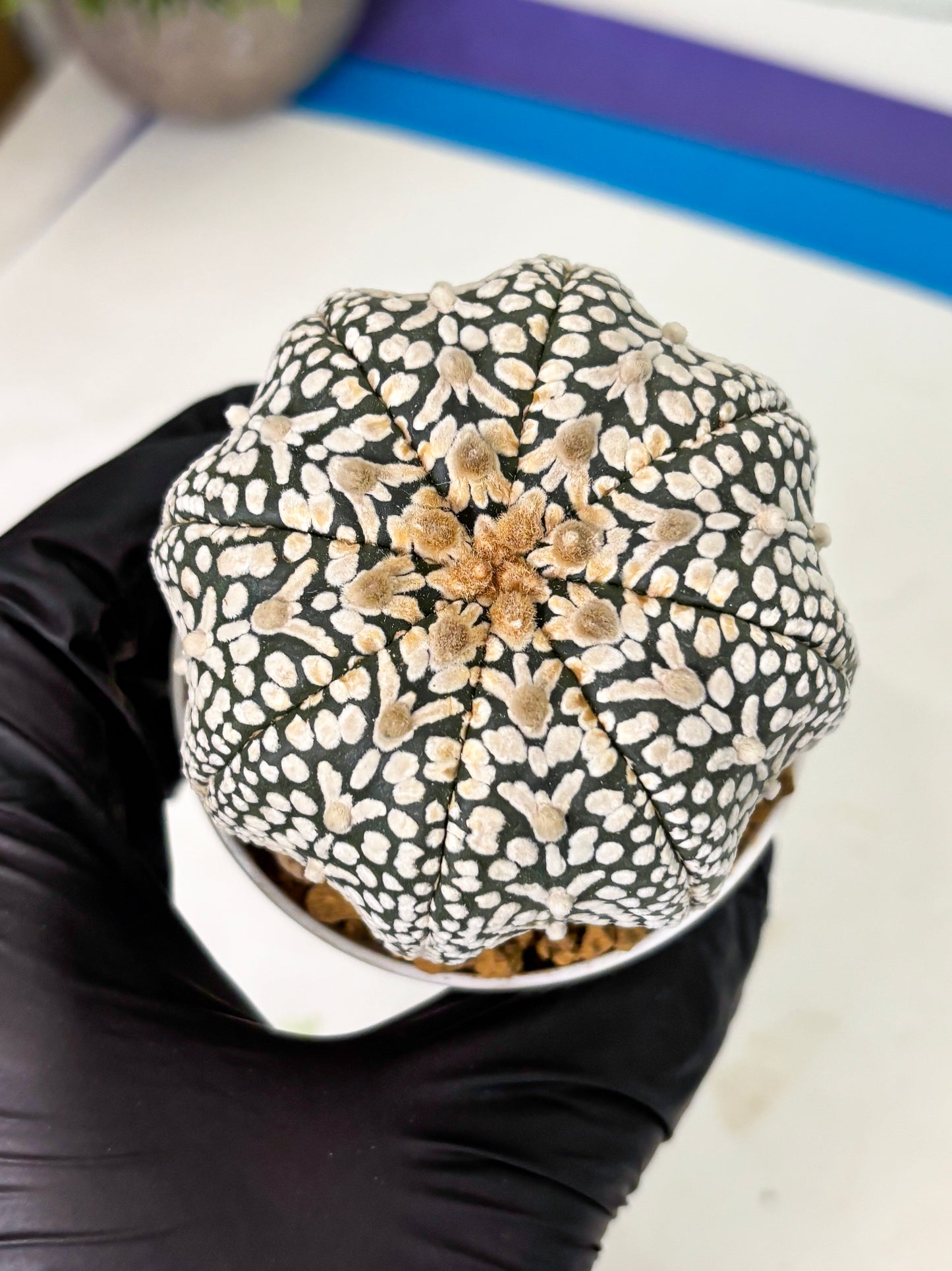 Astrophytum V-Type (at4) (y6) | Ship from Nevada