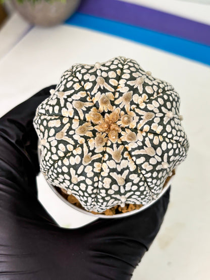 Astrophytum V-Type (at4) (y6) | Ship from Nevada
