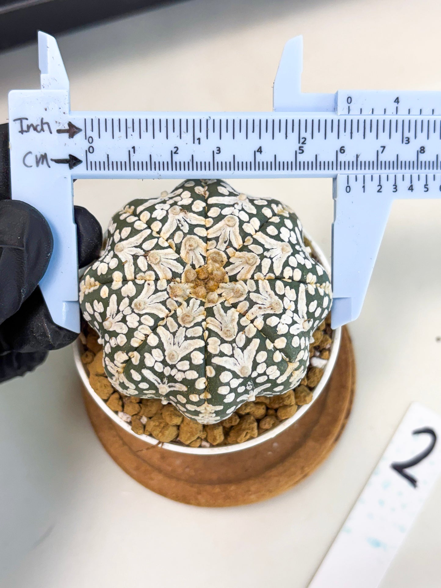 Astrophytum Star Shape (at2) (b2) | Japanese Import