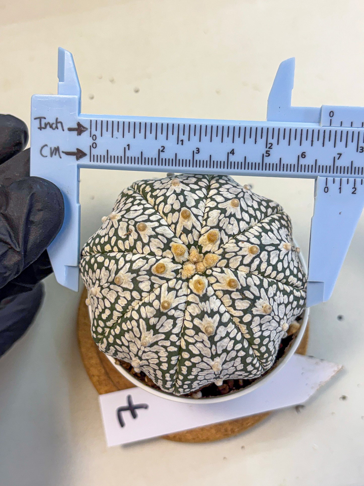Astrophytum V Type (at5) (07) |  Sea urchin cactus