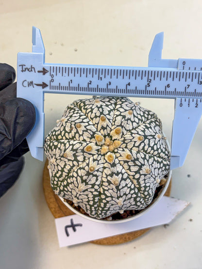 Astrophytum V Type (at5) (07) |  Sea urchin cactus