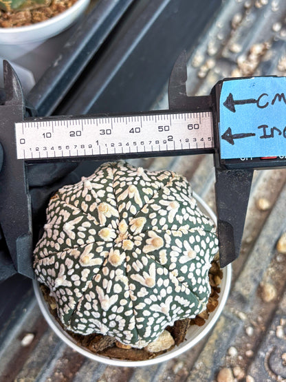Astrophytum Super Kabuto V Type (T4) (p4) | USA Plant SHOP