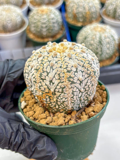Astrophytum V Type (at2) (07) | Live Plant | Rare Collection