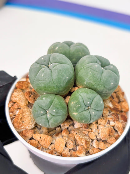 Spineless Cactus (Lo1) (g5) | For Advanced Growers