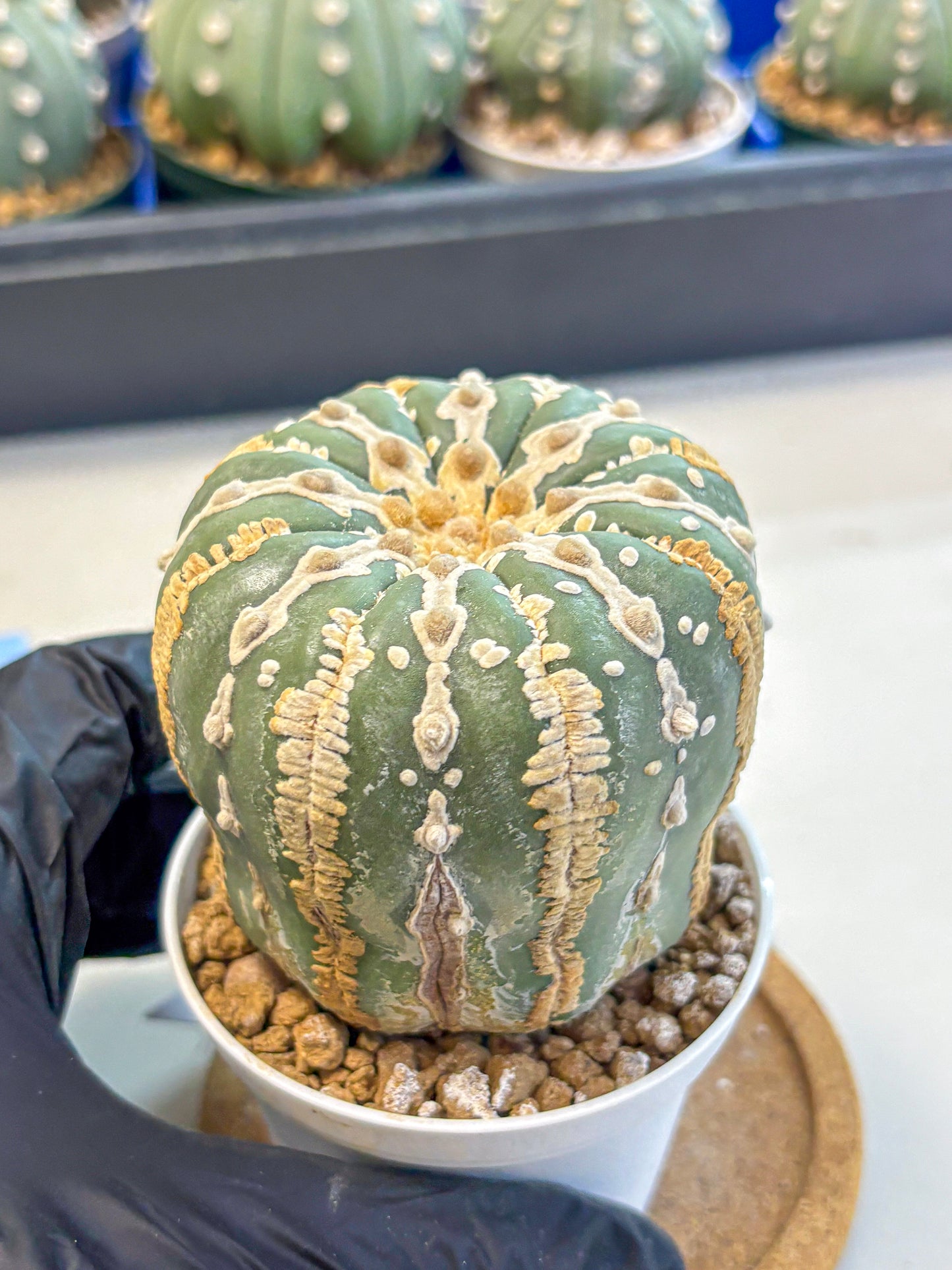 Astrophytum V Type Nudum (at9) (07) | Live Cactus