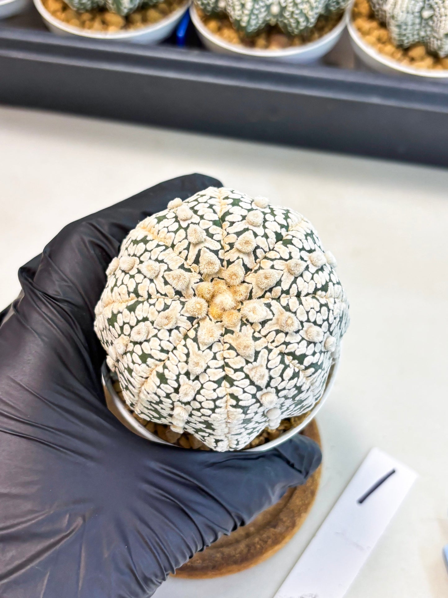 Astrophytum V-Type (at4) (r1) | Ship from Nevada