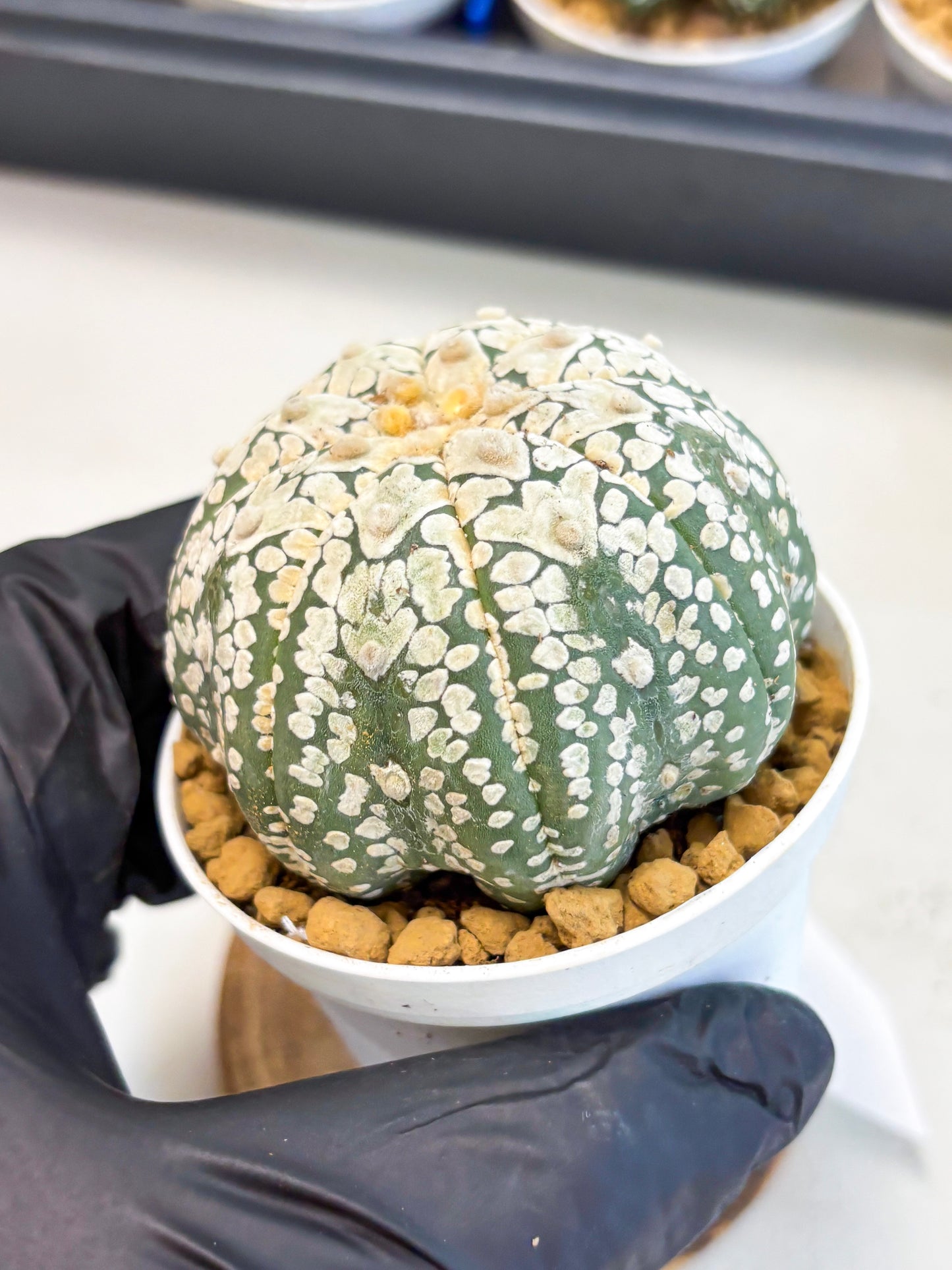 Astrophytum V-Type (at4) (r4) | Ship from Nevada