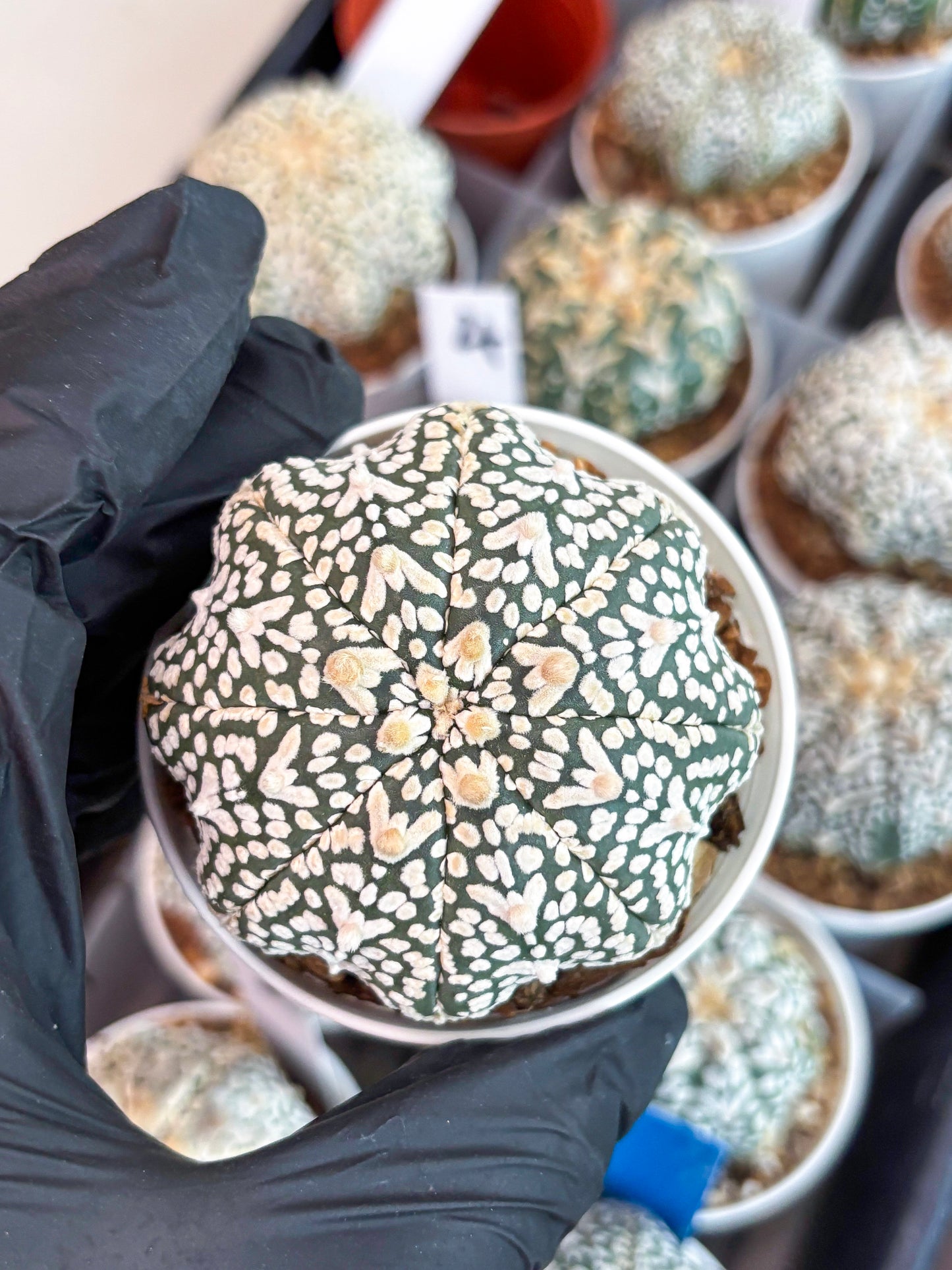 Astrophytum Super Kabuto V Type (T4) (p4) | USA Plant SHOP