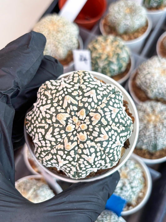 Astrophytum Super Kabuto V Type (T4) (p4) | USA Plant SHOP
