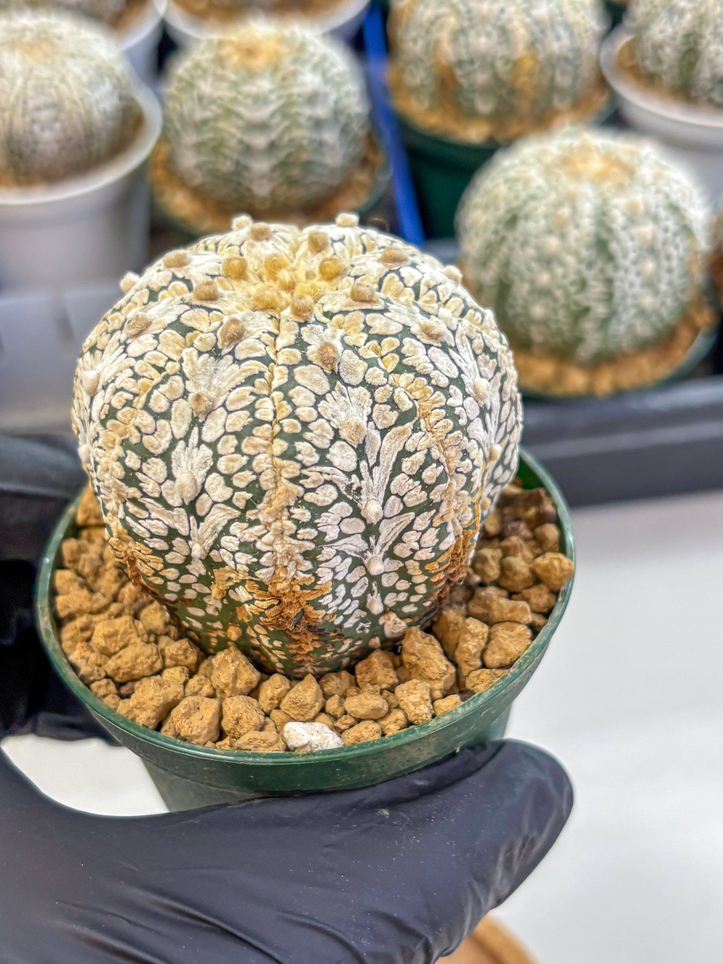 Astrophytum V Type (at2) (07) | Live Plant | Rare Collection