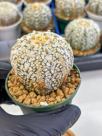 Astrophytum V Type (at2) (07) | Live Plant | Rare Collection