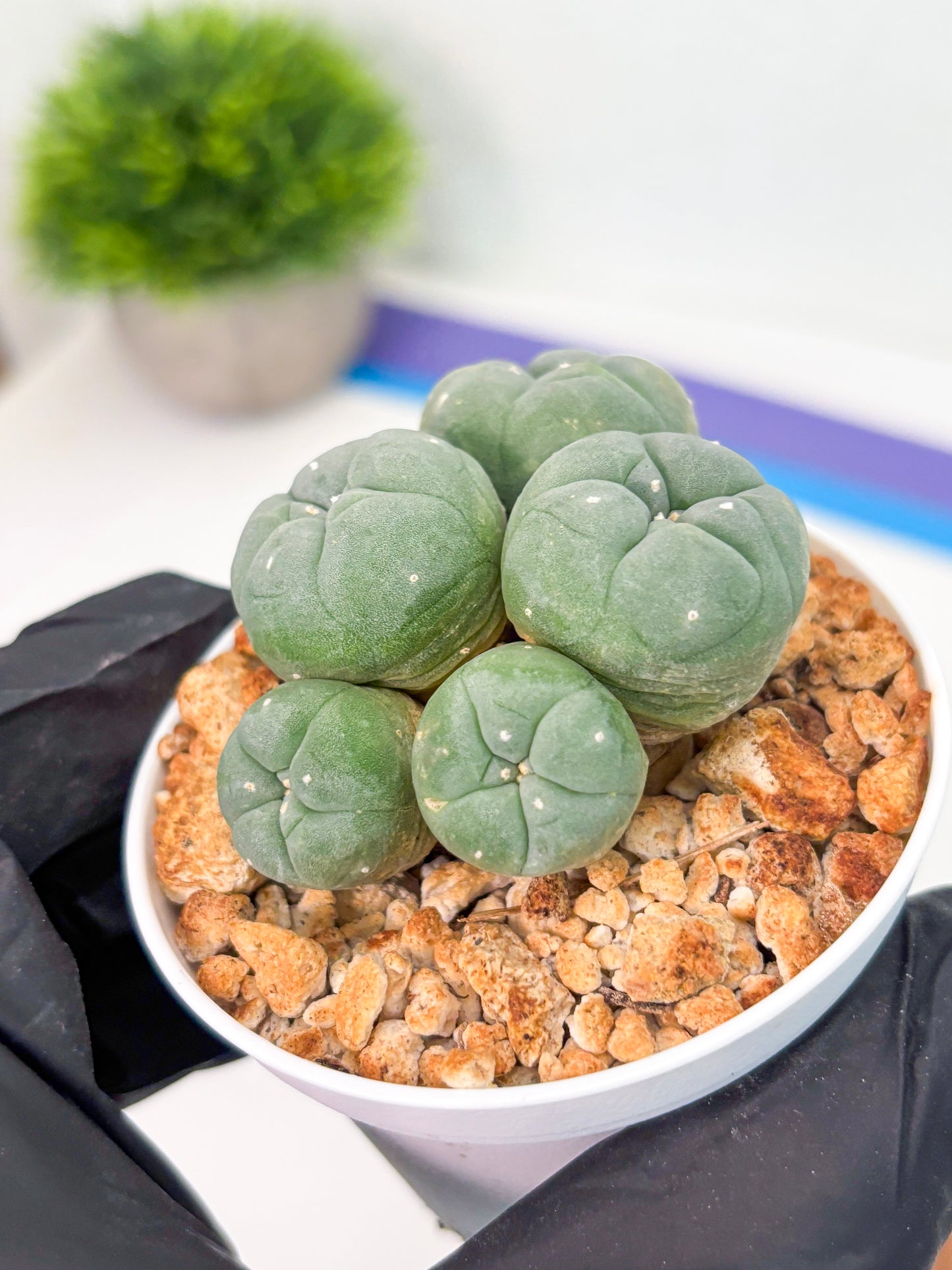 Spineless Cactus (Lo1) (g5) | For Advanced Growers