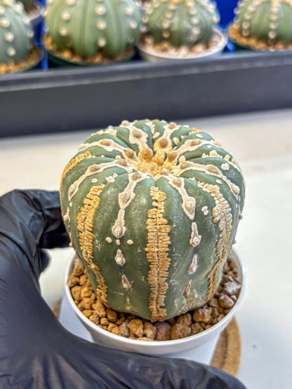 Astrophytum V Type Nudum (at9) (07) | Live Cactus