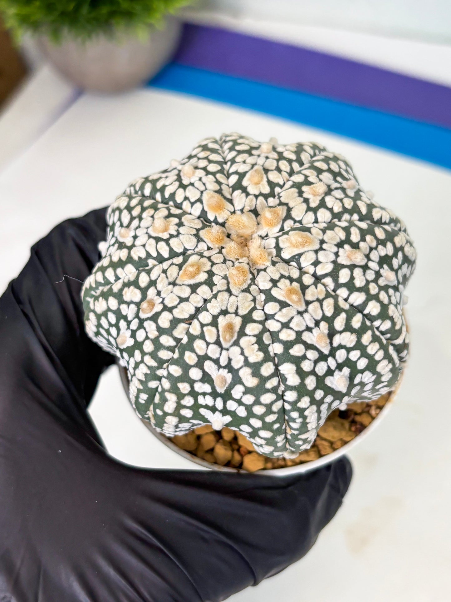 Astrophytum Star Shape (at4) (g6) | Imported Plant