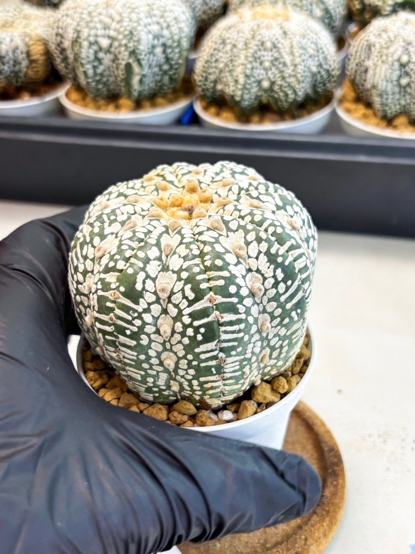 Astrophytum V-Type (at4) (r3) | Ship from Nevada