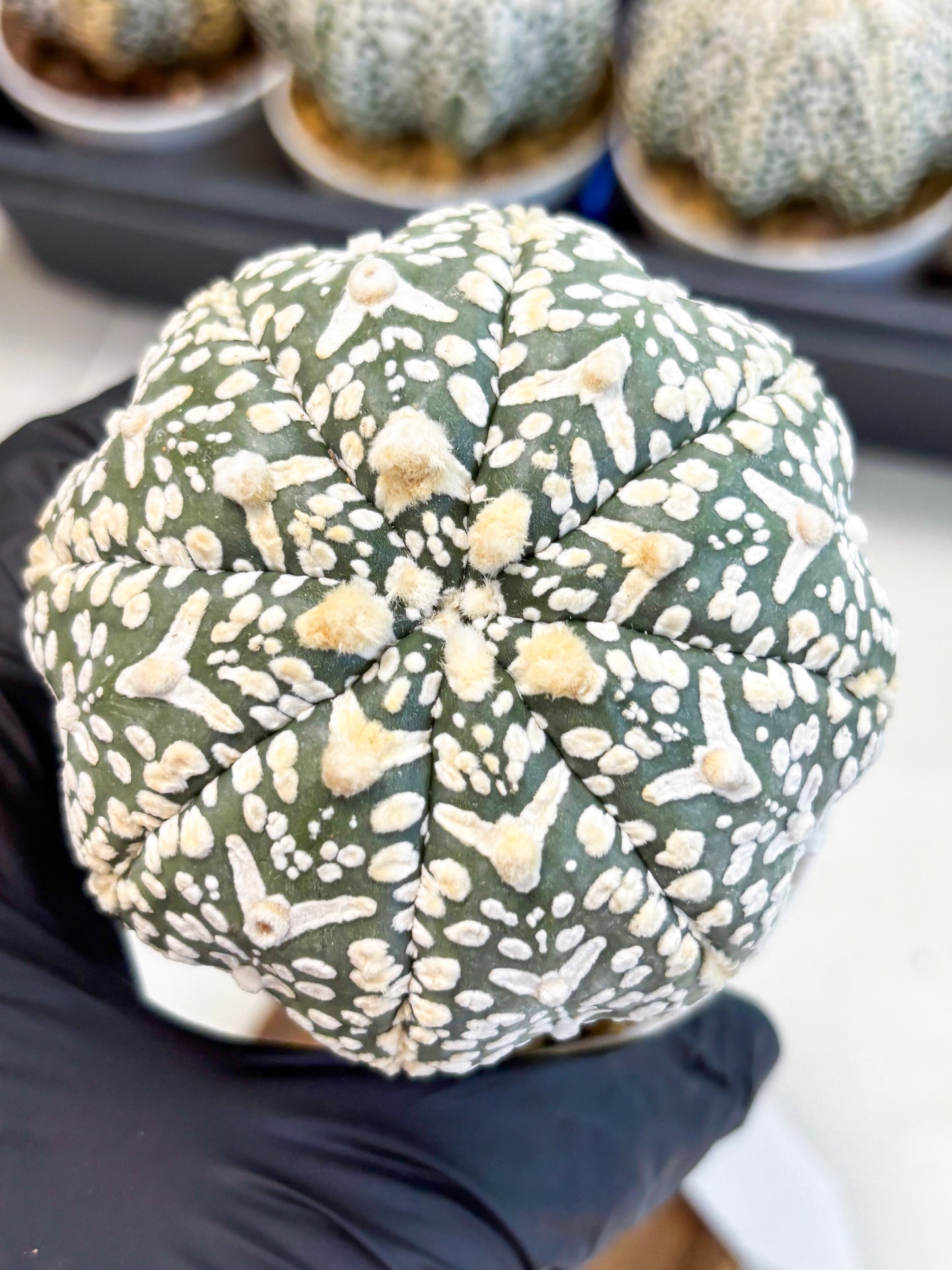 Astrophytum V-Type (at4) (y3) | Ship from Nevada
