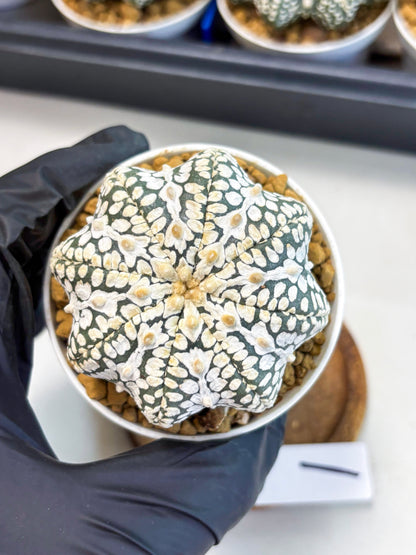 Astrophytum Star Shape (at4) (g1) | Imported Plant