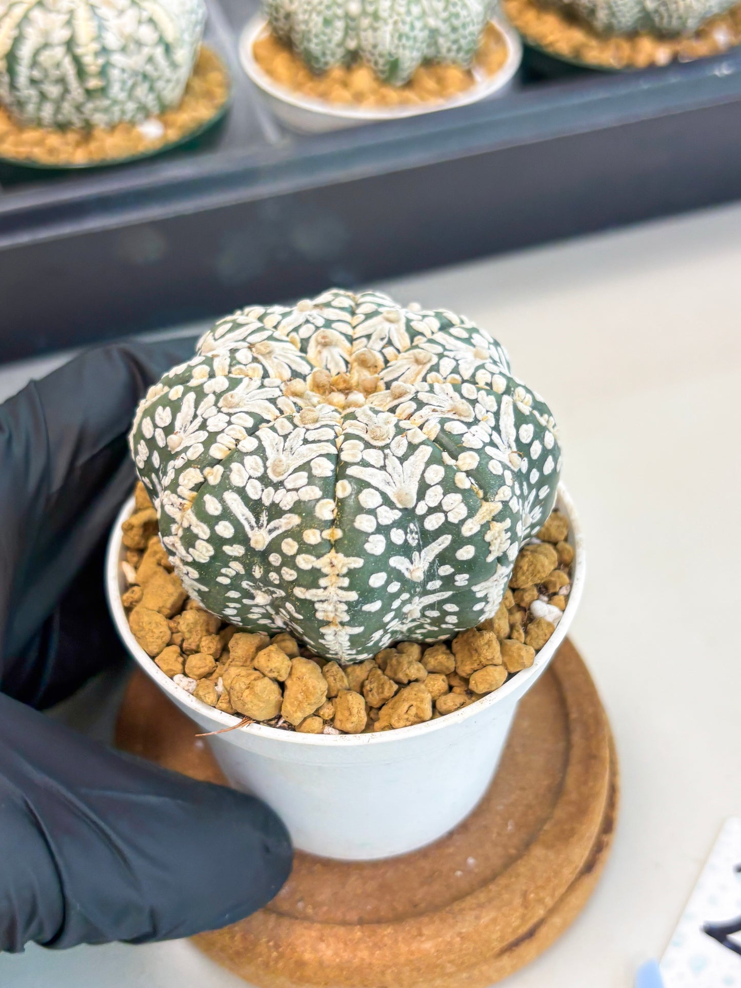 Astrophytum Star Shape (at2) (b2) | Japanese Import