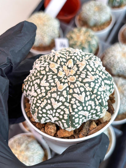 Astrophytum Super Kabuto V Type (T4) (p4) | USA Plant SHOP