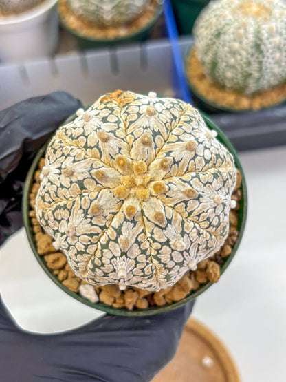 Astrophytum V Type (at2) (07) | Live Plant | Rare Collection