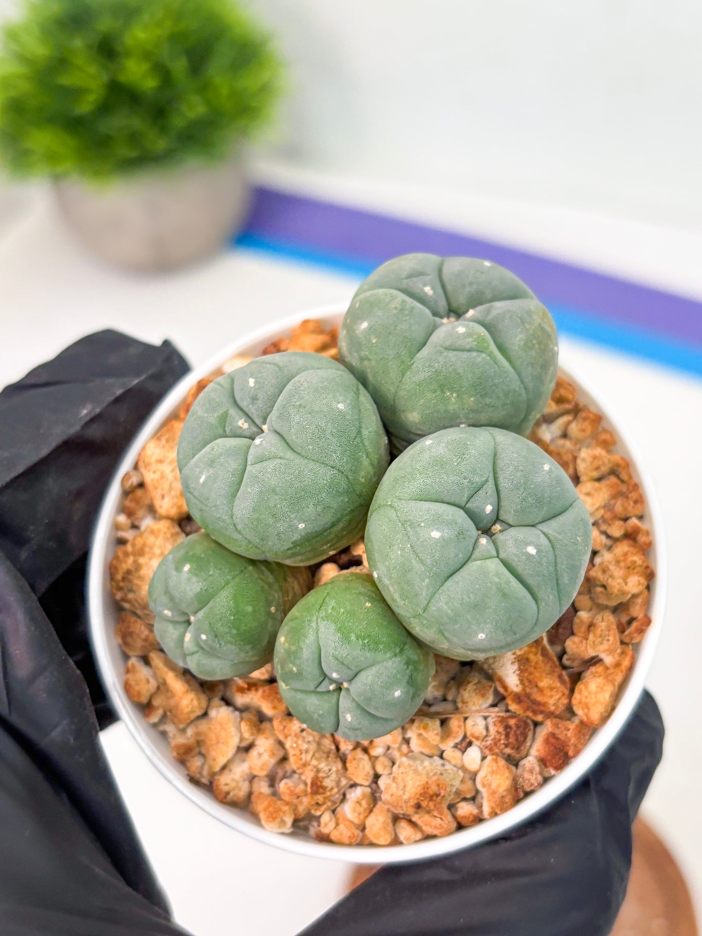 Spineless Cactus (Lo1) (g5) | For Advanced Growers