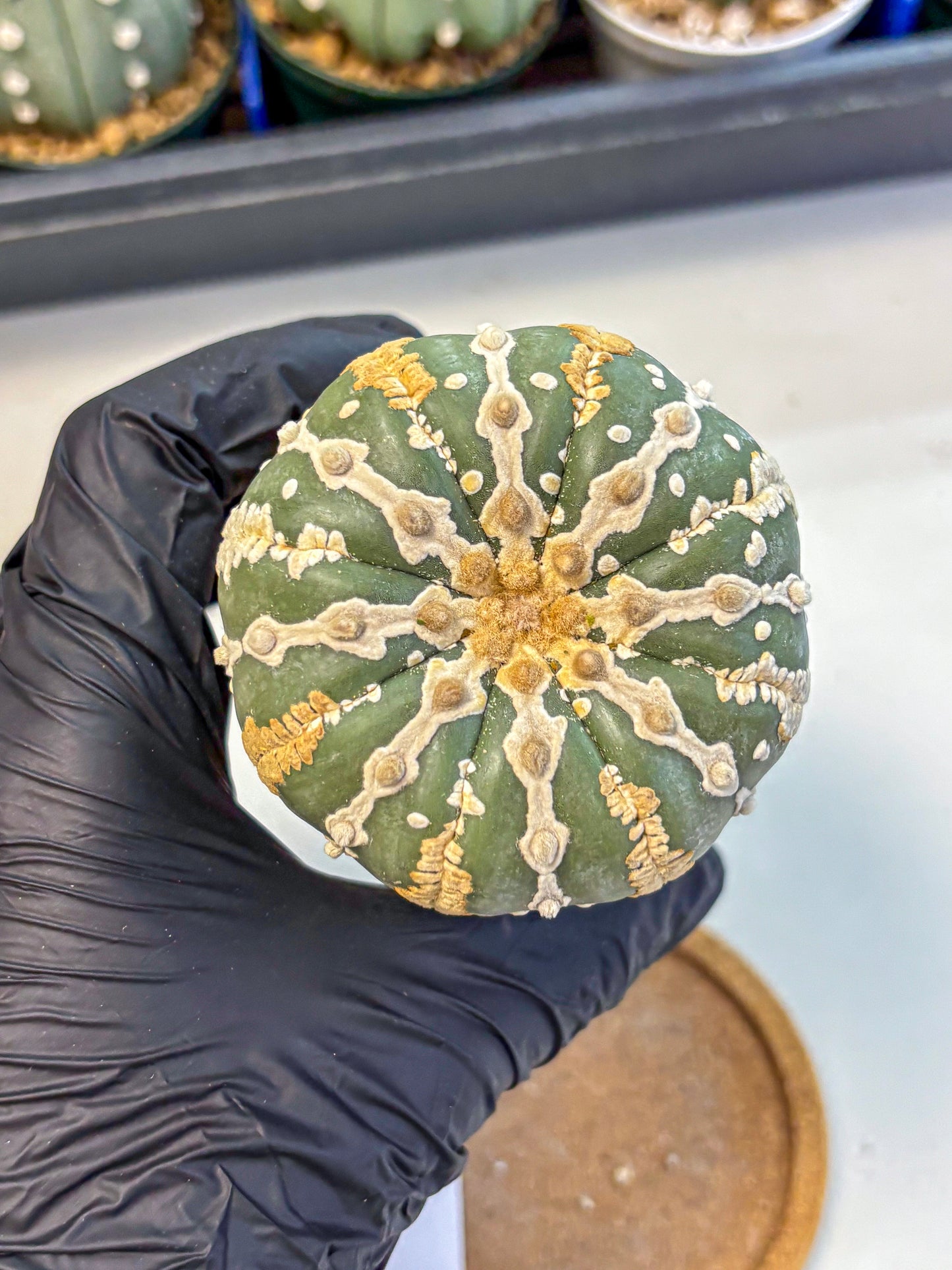 Astrophytum V Type Nudum (at9) (07) | Live Cactus