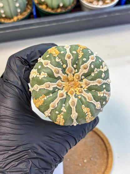 Astrophytum V Type Nudum (at9) (07) | Live Cactus