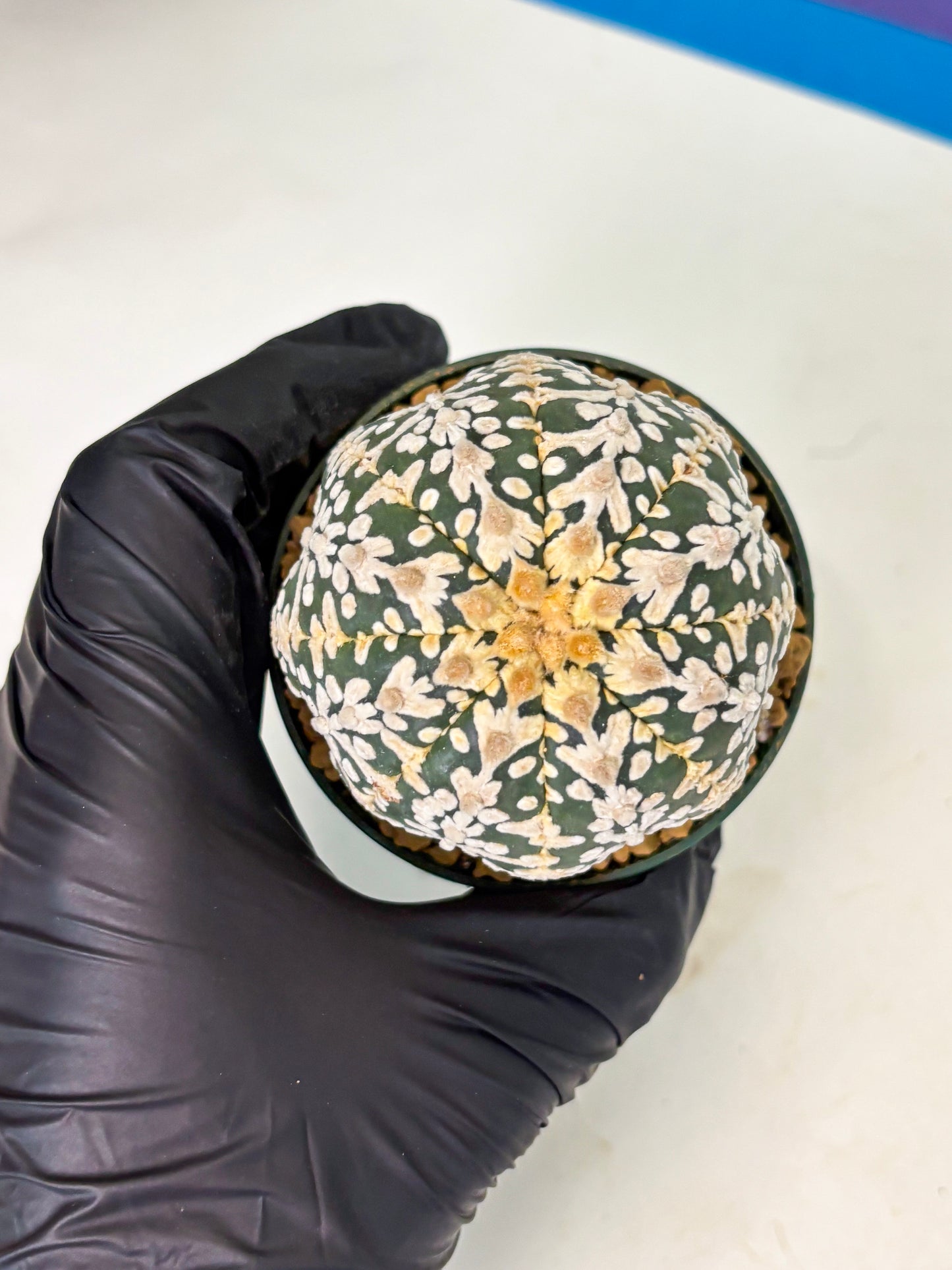 Astrophytum V-Type (at4) (r5) | Ship from Nevada