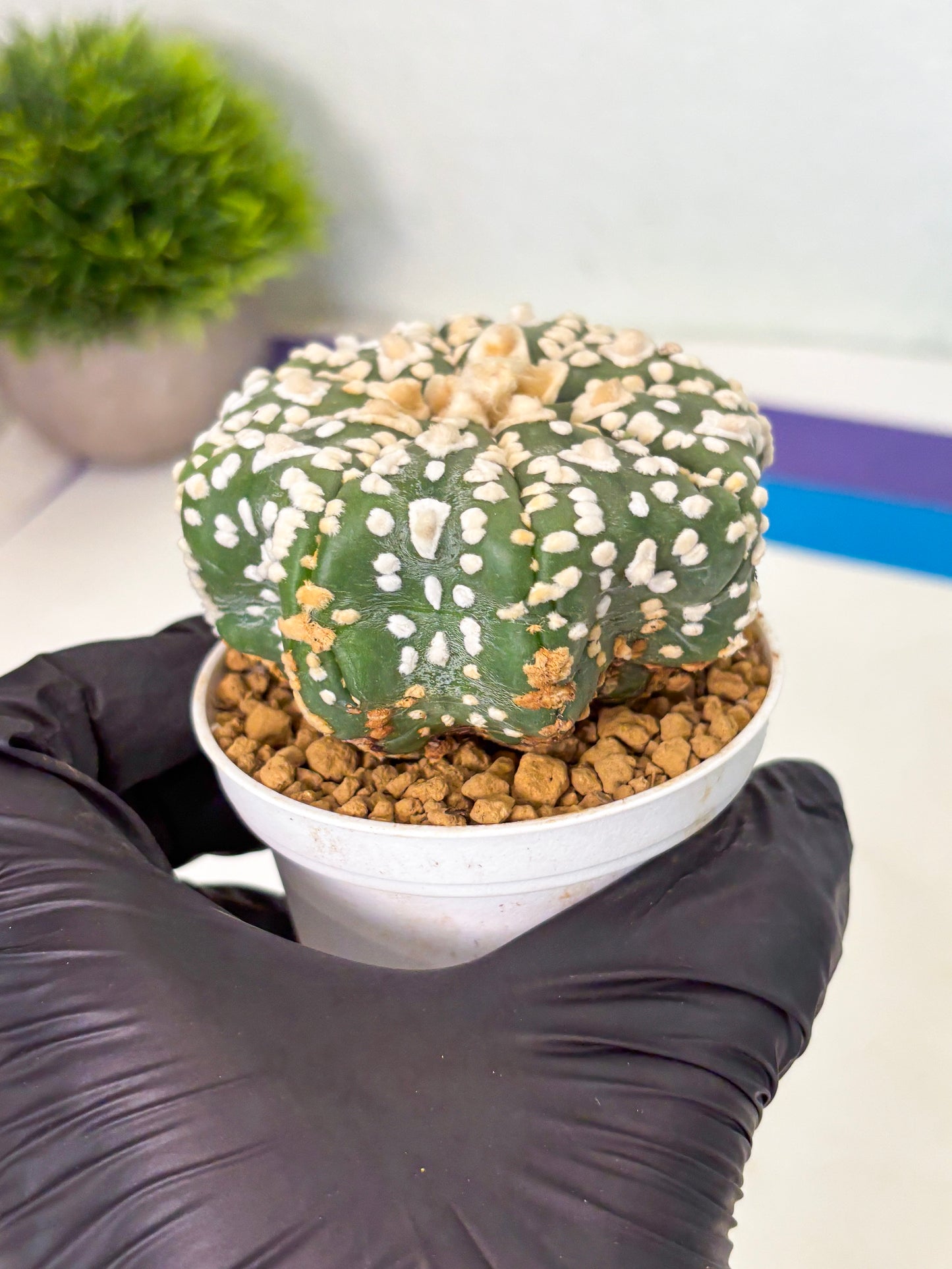 Astrophytum V-Type (at4) (y4) | Ship from Nevada
