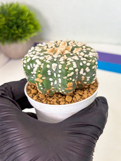 Astrophytum V-Type (at4) (y4) | Ship from Nevada