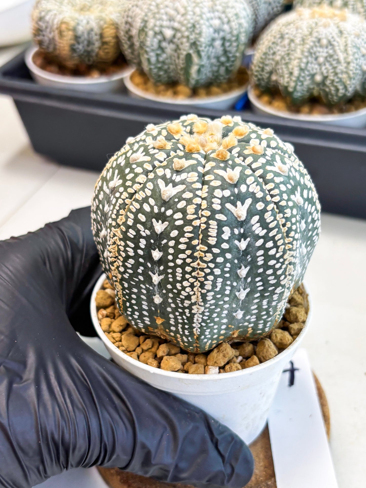 Astrophytum V-Type (at4) (y7) | Ship from Nevada