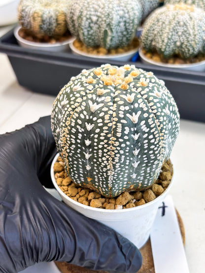 Astrophytum V-Type (at4) (y7) | Ship from Nevada