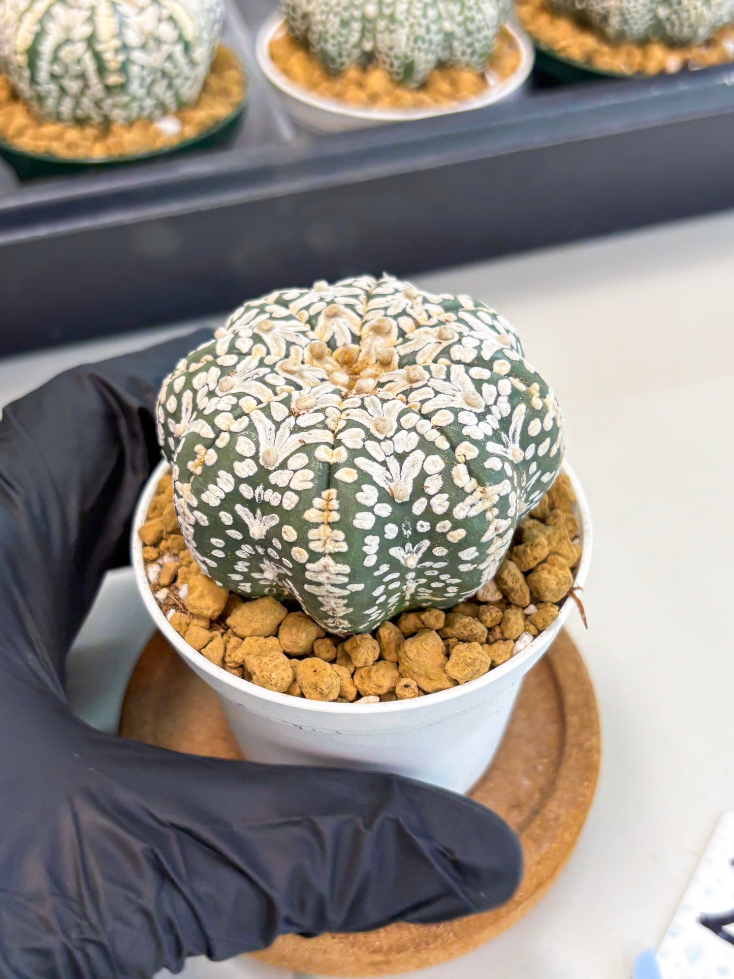 Astrophytum Star Shape (at2) (b2) | Japanese Import