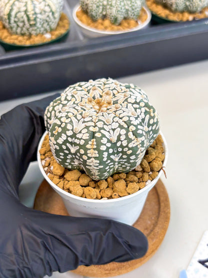 Astrophytum Star Shape (at2) (b2) | Japanese Import