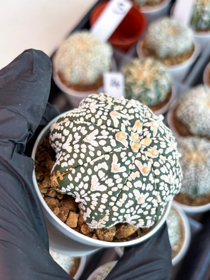 Astrophytum Super Kabuto V Type (T4) (p4) | USA Plant SHOP