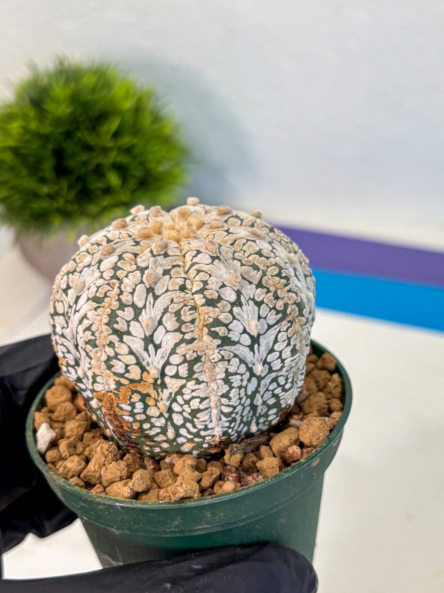 Astrophytum V Type (at2) (07) | Live Plant | Rare Collection