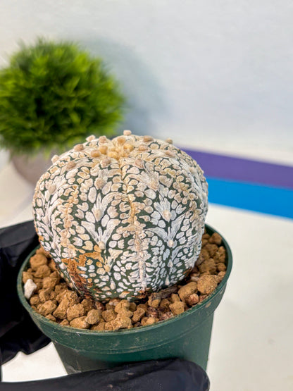 Astrophytum V Type (at2) (07) | Live Plant | Rare Collection