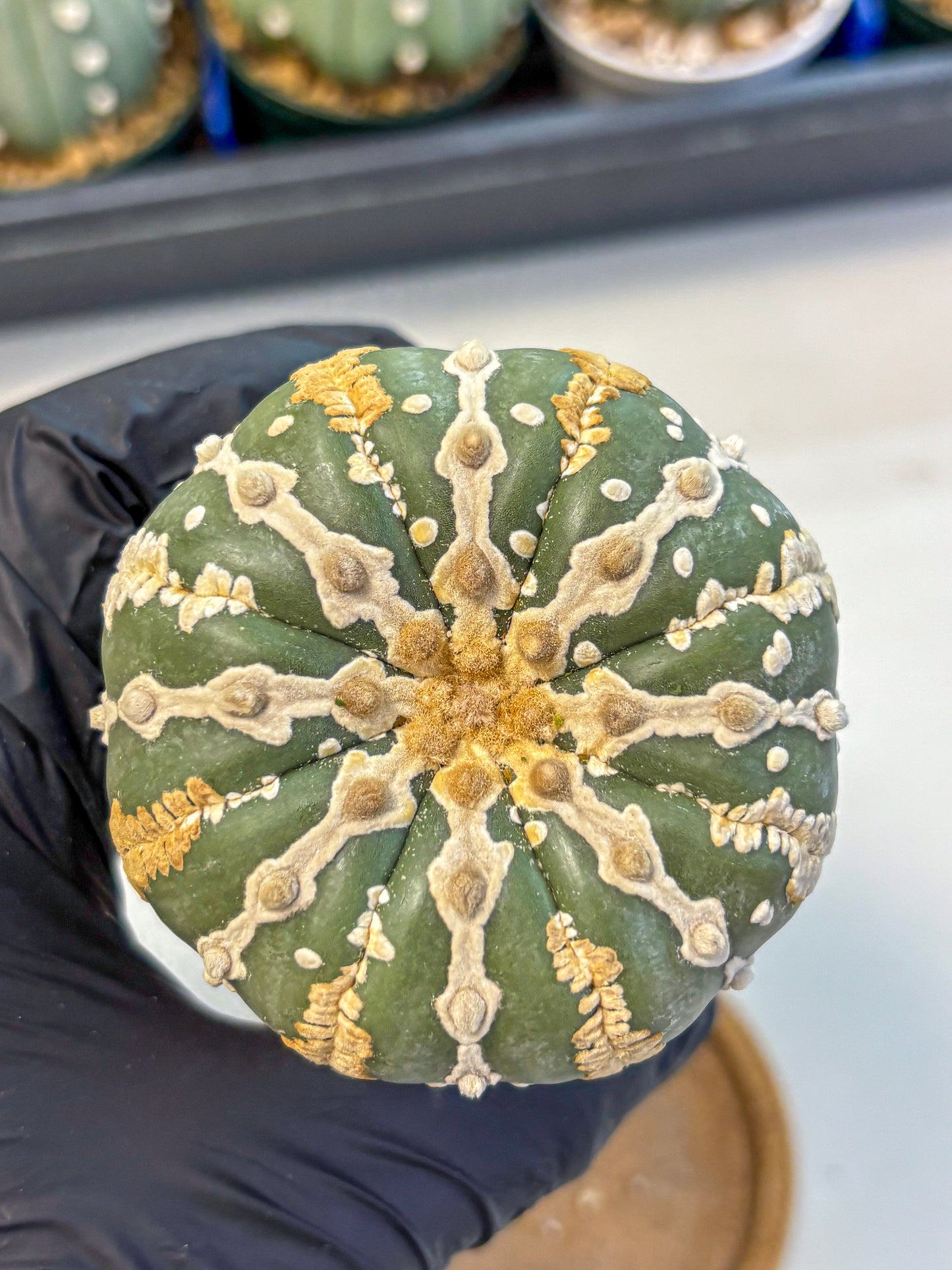 Astrophytum V Type Nudum (at9) (07) | Live Cactus