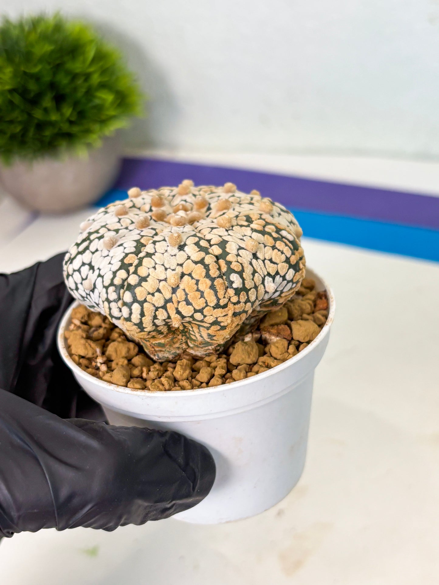 Astrophytum Star Shape (at4) (g2) | Imported Plant