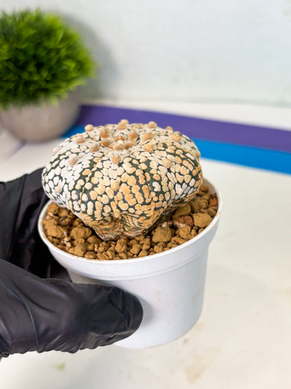 Astrophytum Star Shape (at4) (g2) | Imported Plant