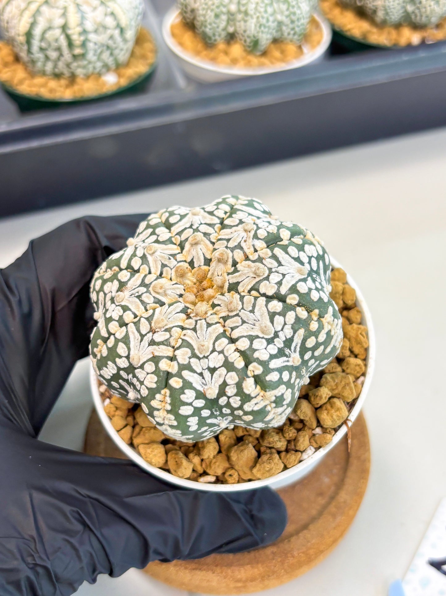 Astrophytum Star Shape (at2) (b2) | Japanese Import