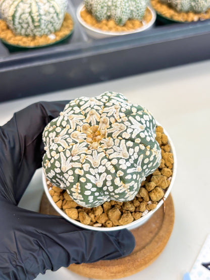 Astrophytum Star Shape (at2) (b2) | Japanese Import