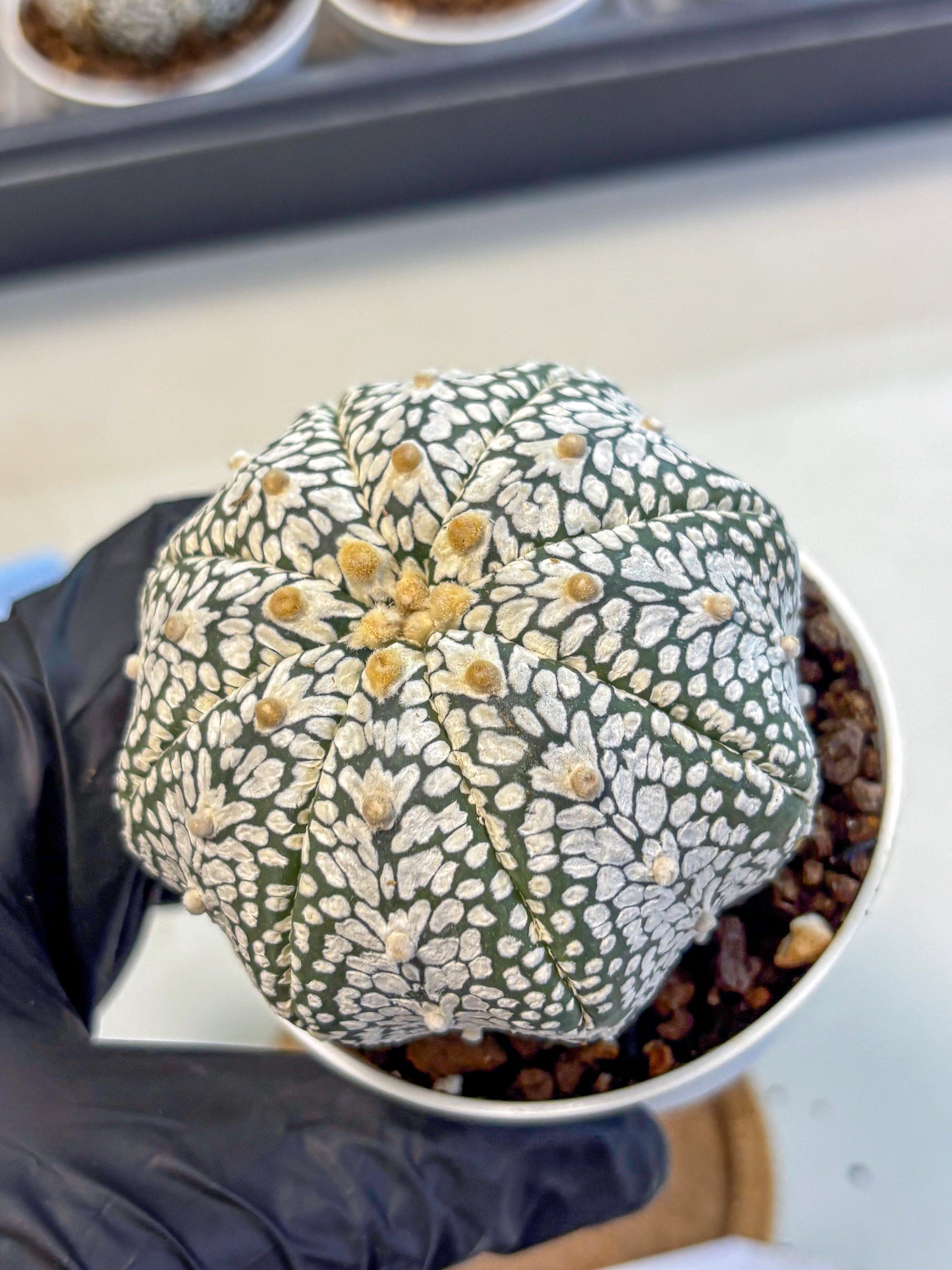 Astrophytum V Type (at5) (07) |  Sea urchin cactus